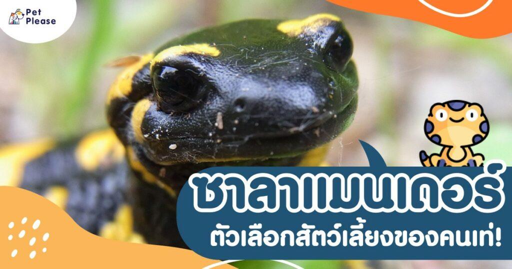 ซาลาแมนเดอร์
salamanders
salamander