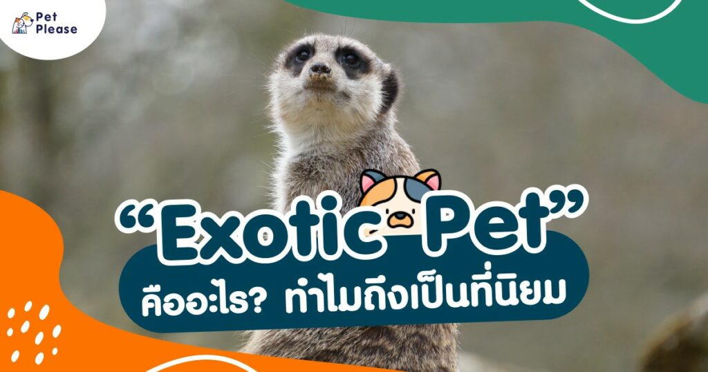 Exotic Pet สัตว์แปลก