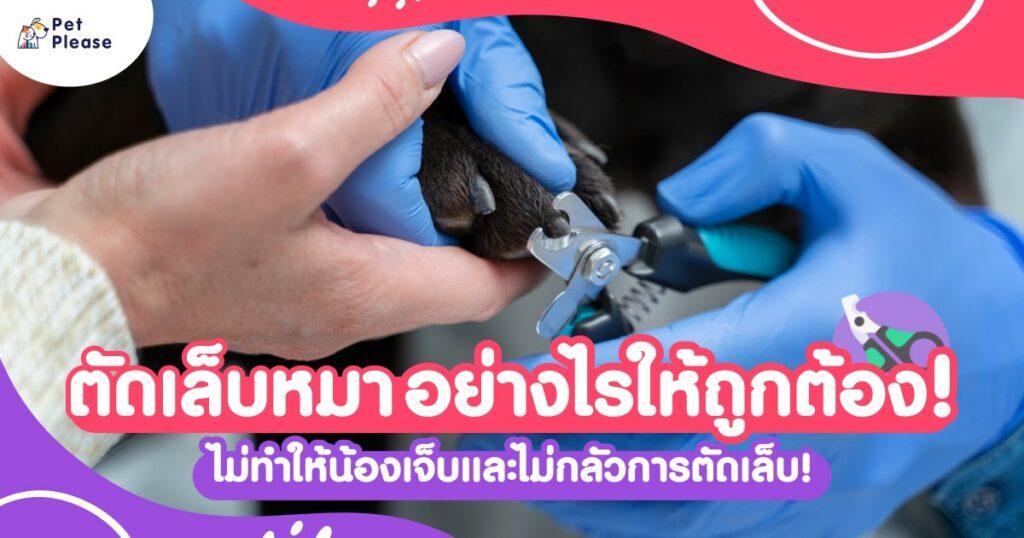 ตัดเล็บสุนัข ตัดเล็บหมา