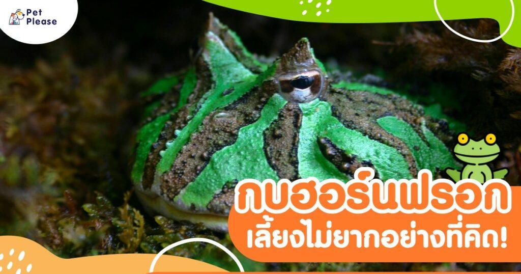 กบ ฮอร์นฟรอก กบฮอร์นฟรอก exotic