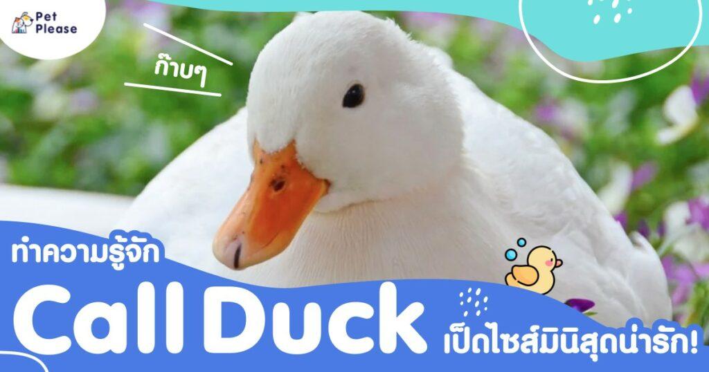 ทำความรู้จัก Call Duck เป็ดไซส์มินิสุดน่ารัก