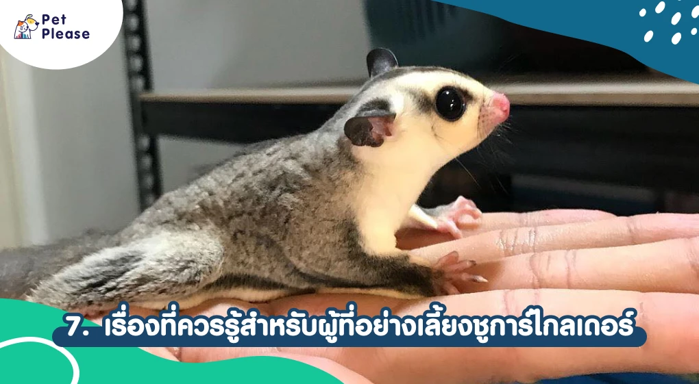 ชูการ์ไกลเดอร์ sugar glider