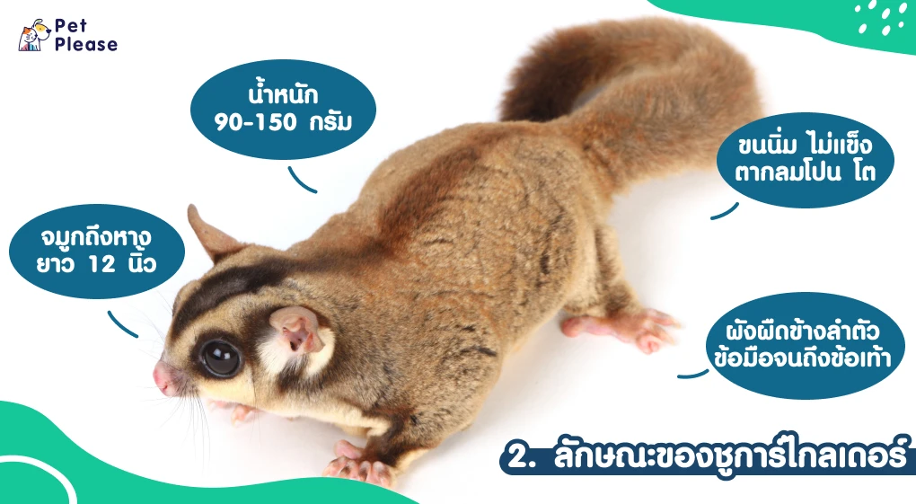 ชูการ์ไกลเดอร์ sugar glider