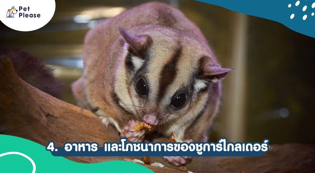 ชูการ์ไกลเดอร์ sugar glider