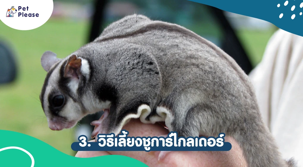 ชูการ์ไกลเดอร์ sugar glider