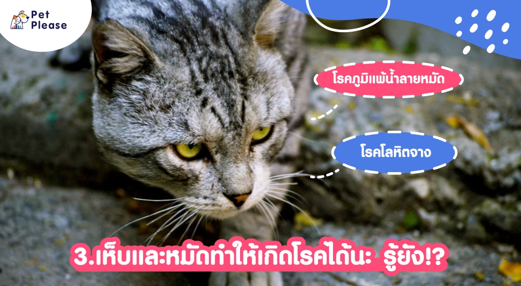 เห็บแมว หมัดแมว เห็บหมัด