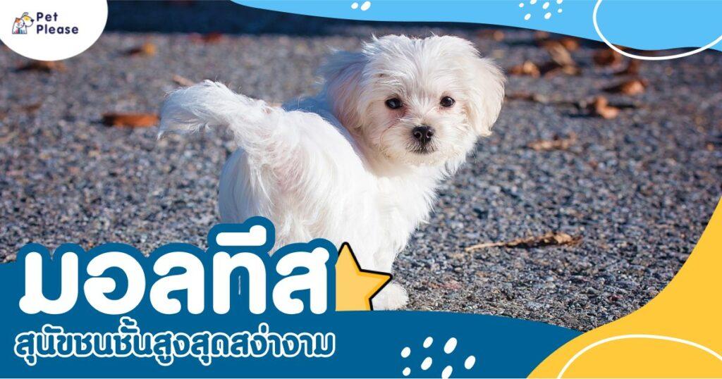 มอลทีส maltese หมา สุนัข