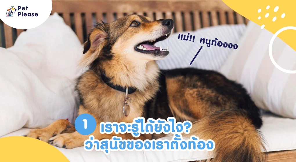 สุนัขตั้งท้อง