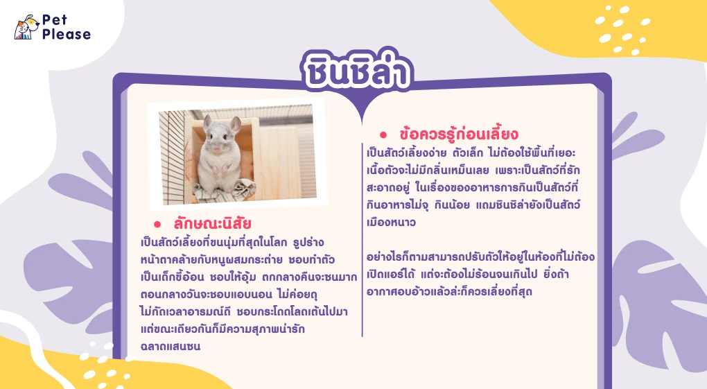 พื้นที่จำกัดเลี้ยงสัตว์อะไรดี!? สัตว์เลี้ยงน่ารักสำหรับคนพื้นที่น้อย