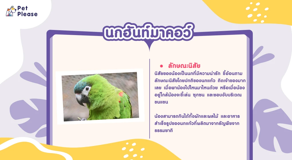 พื้นที่จำกัดเลี้ยงสัตว์อะไรดี!? สัตว์เลี้ยงน่ารักสำหรับคนพื้นที่น้อย