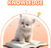 Knowledge-main-m