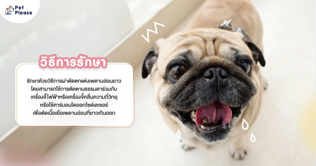 เพดานอ่อน