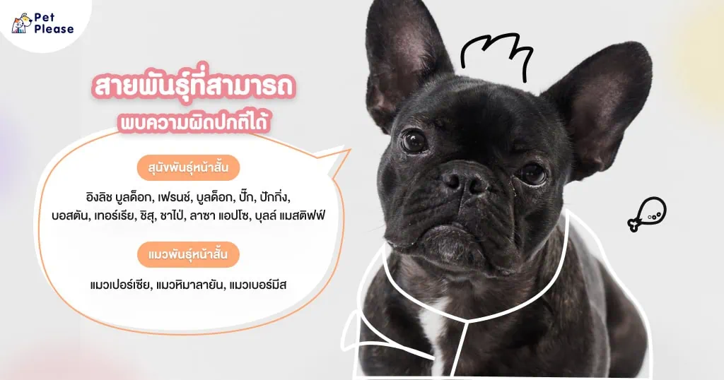 เพดานอ่อนในสุนัข