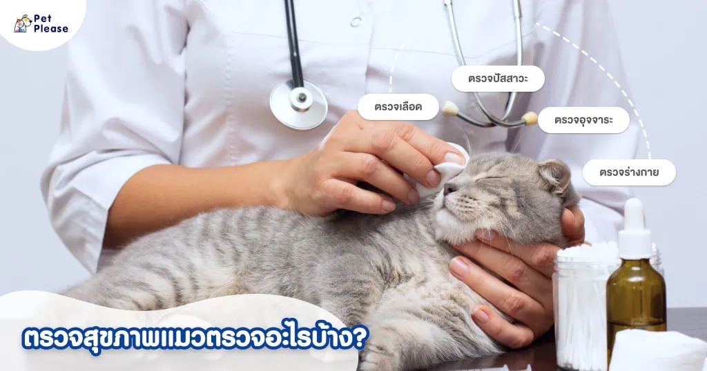 ตรวจสุขภาพแมว