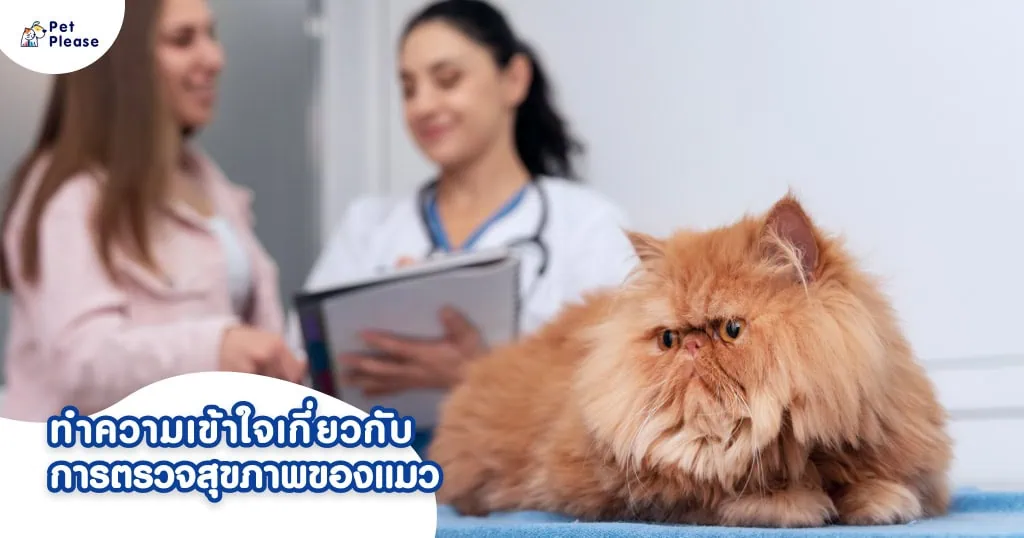 ตรวจสุขภาพแมว